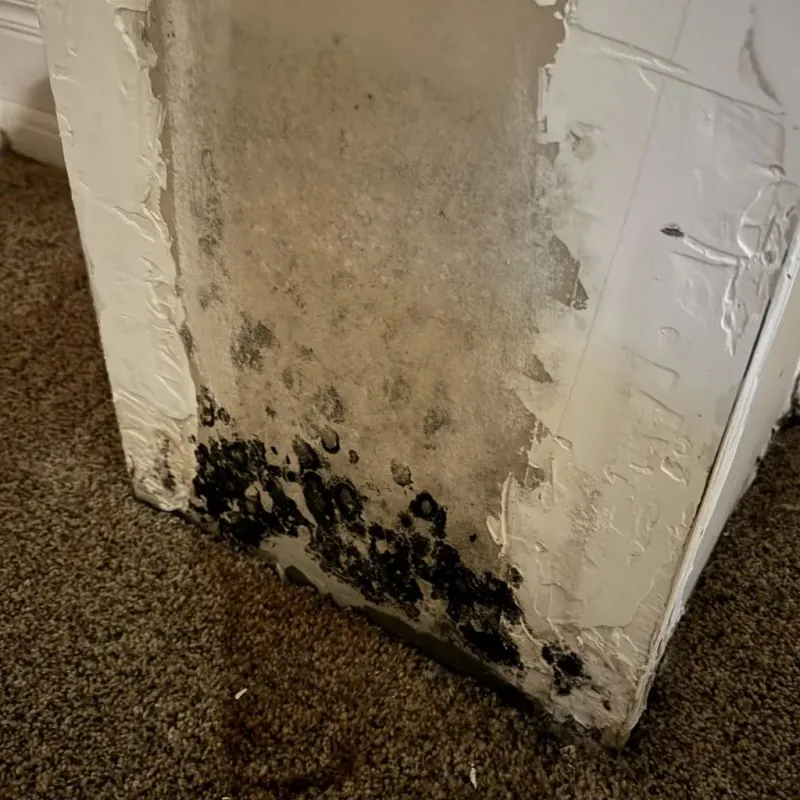 Professional Mold Removal in Cumberland County, KY